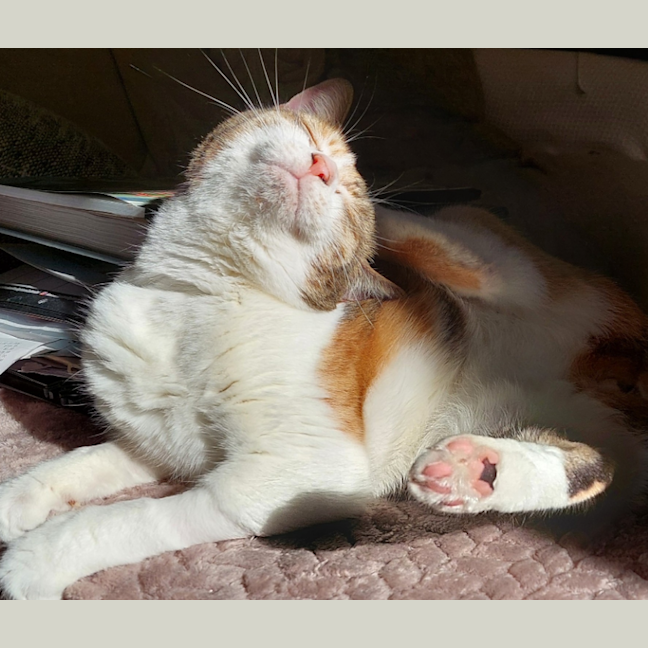Photo of Princess
