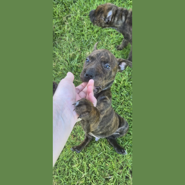 Photo of Koopa
