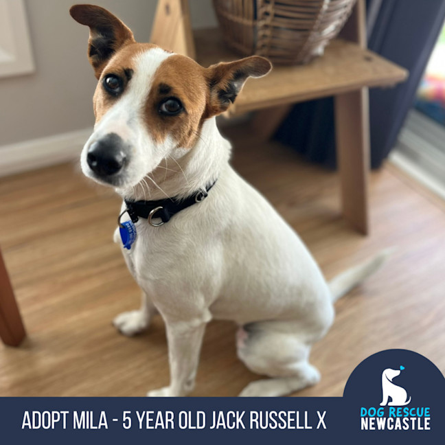 Photo of Mila   5 Year Old Jack Russell Terrier X