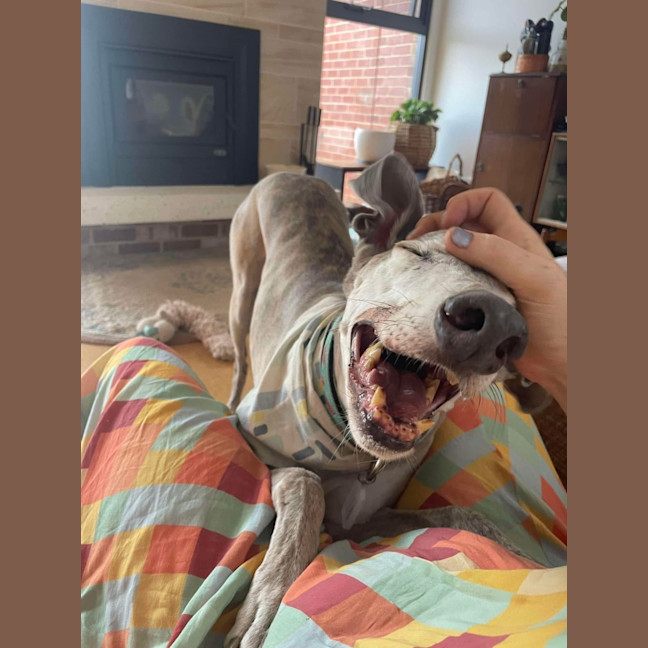 Photo of Percy (Aka Yankee) 