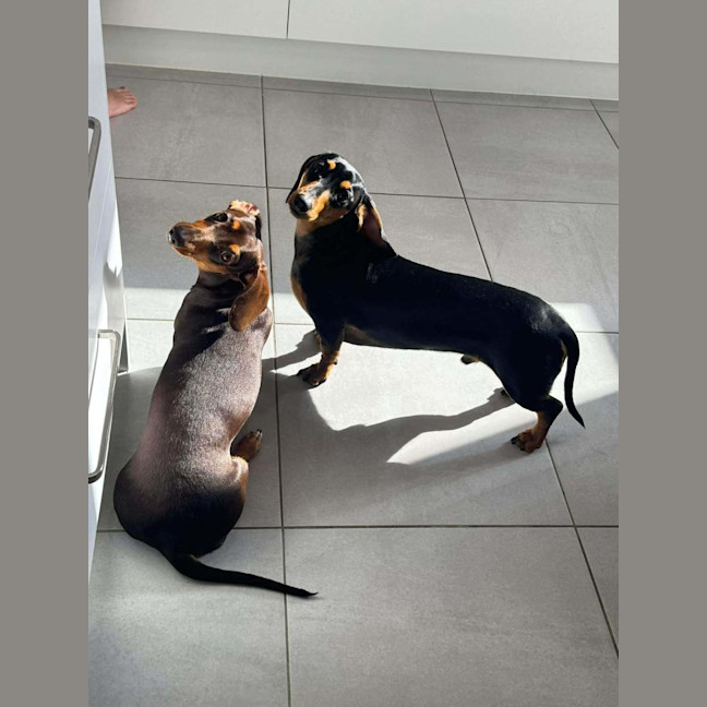 Photo of Crumb And Toby