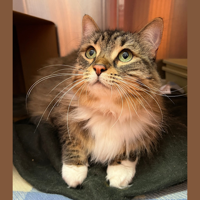 Photo of Willow
