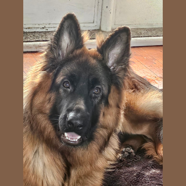 Photo of Koda