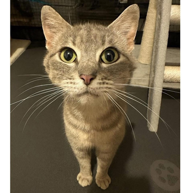 Photo of 12994   Tuna