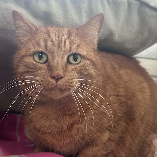 Photo of Tyson