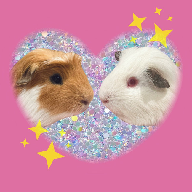 Photo of Helmet / Earmuff