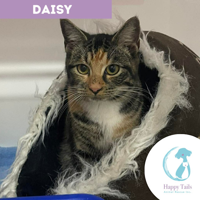 Photo of Daisy