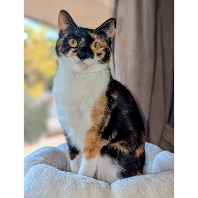 Photo of 12475   Theia