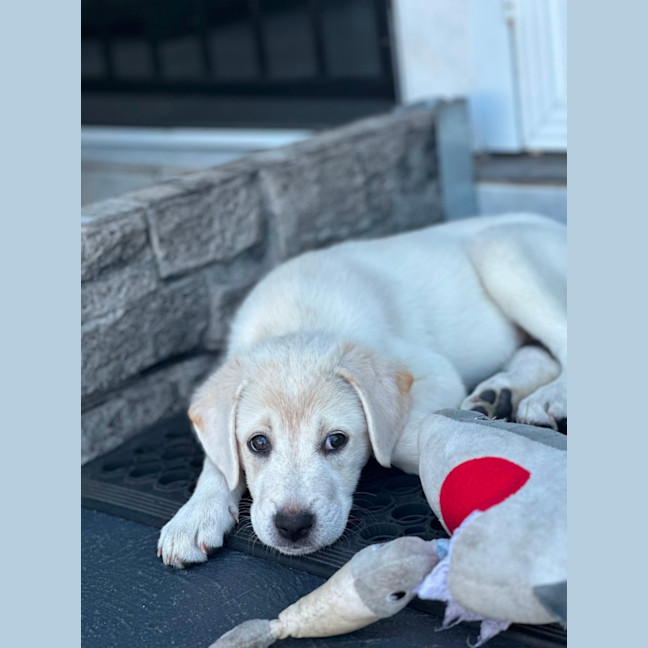 Photo of Marley 🐾🐶