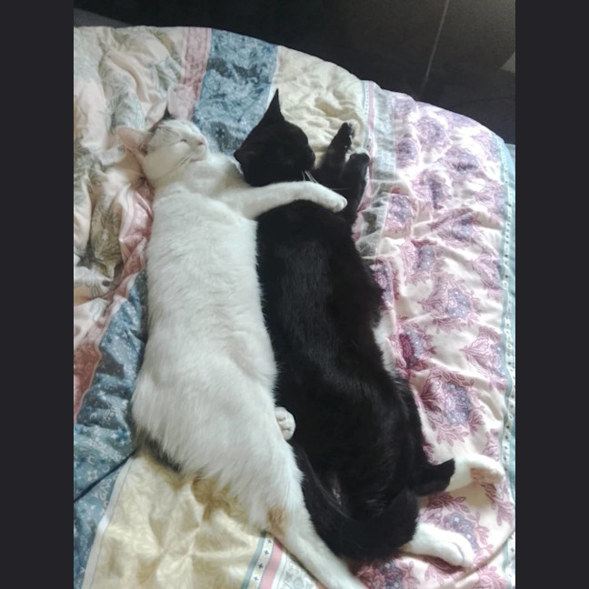 Photo of Lil Bit And Cornflake 