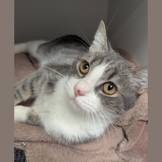 Photo of Muffin