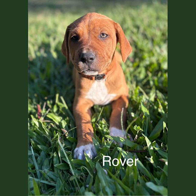 Photo of Rover