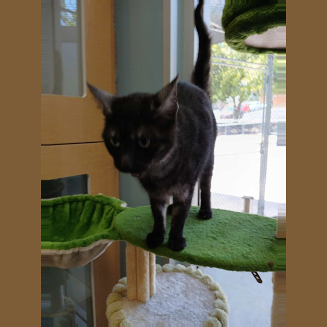 Photo of Pesto