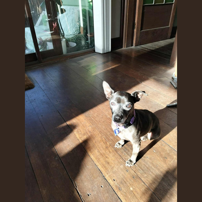 Photo of Nyxie   12 Year Old Jack Russell X