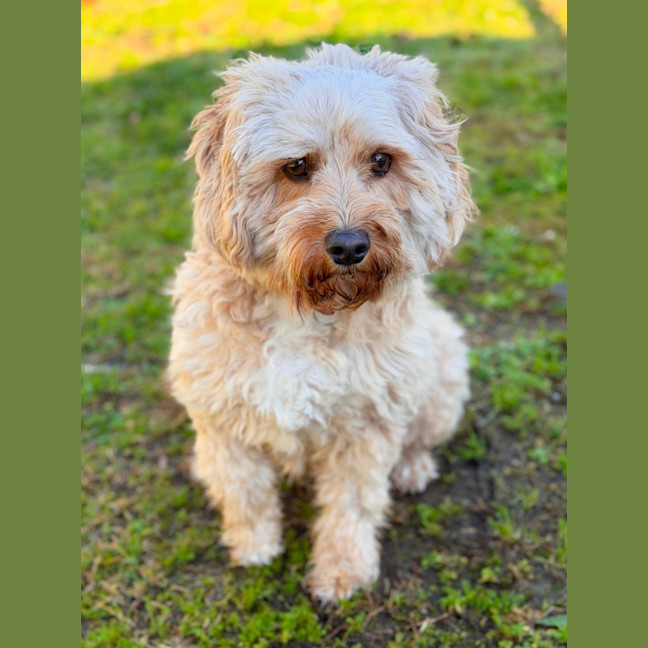 Photo of Bailey
