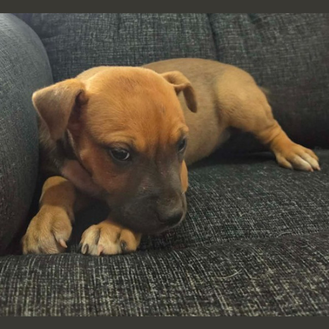 Photo of Macy
