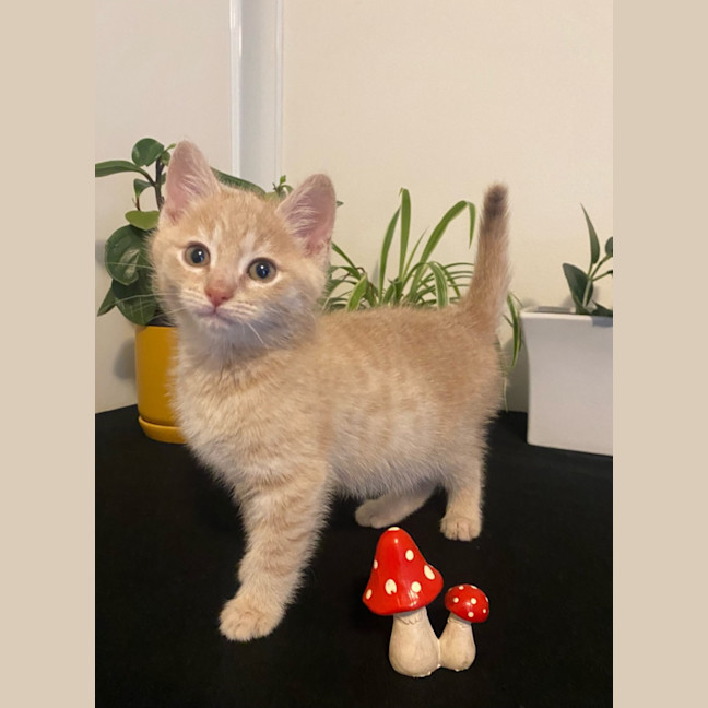 Photo of Thunder And Monkey 