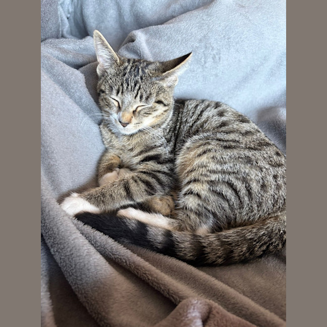 Photo of Billy Button