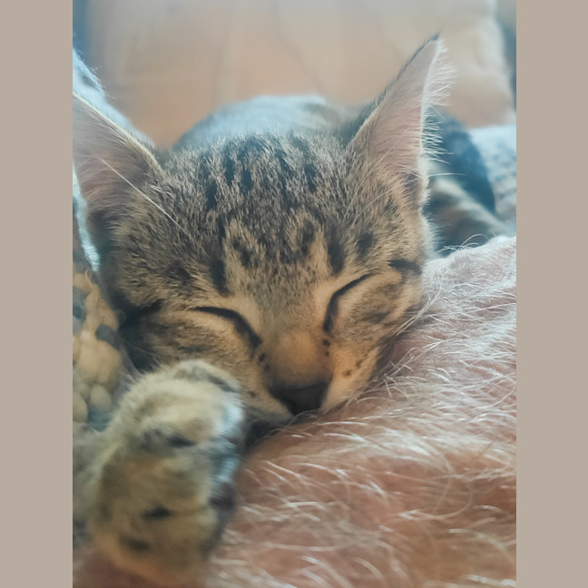 Photo of C1332 Jellybean