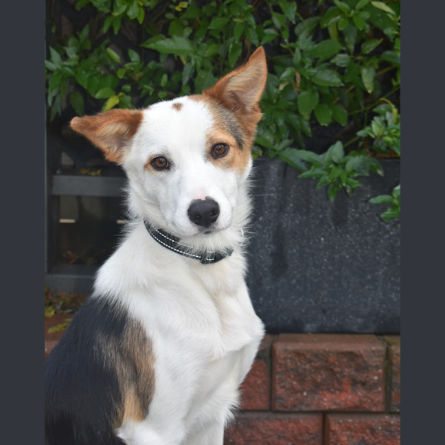 Photo of Tripp
