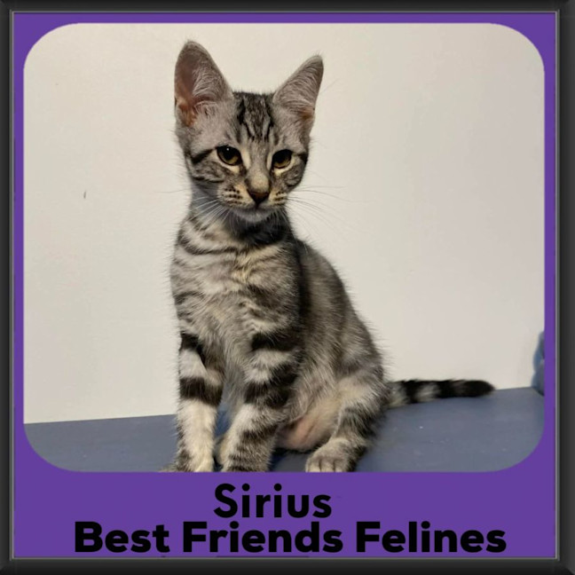 Photo of Sirius