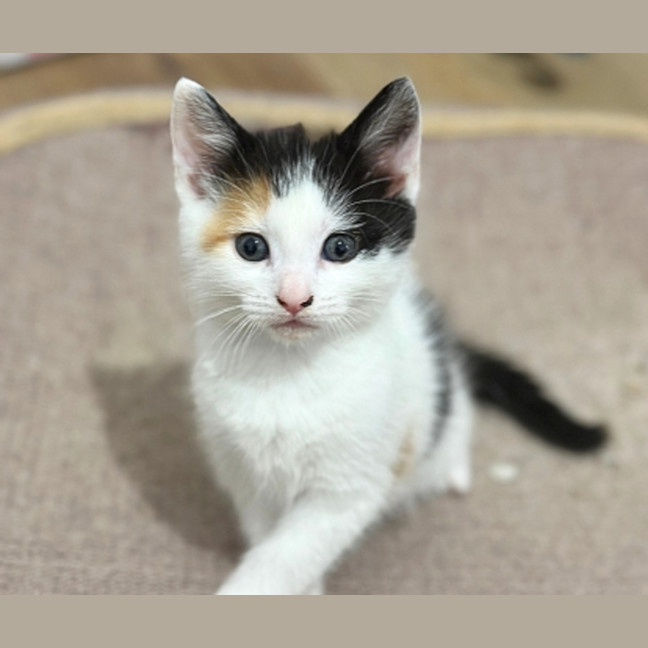 Photo of Daisy