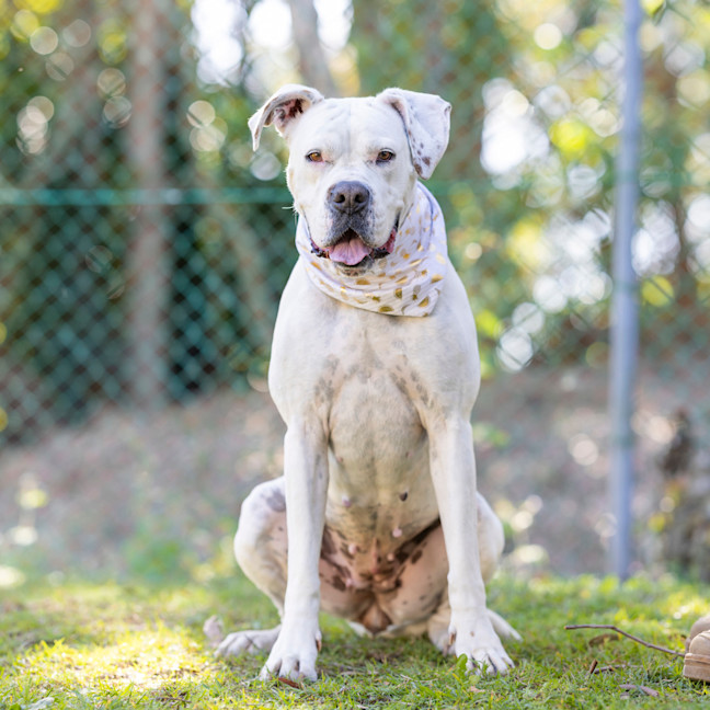 Photo of Bessie