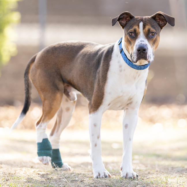 Photo of Buddy