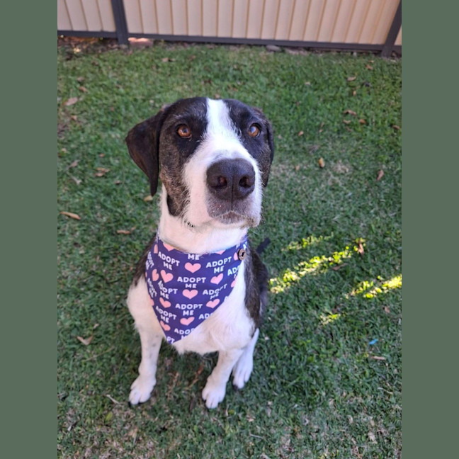 Photo of Murphy *$350 Adoption Fee*