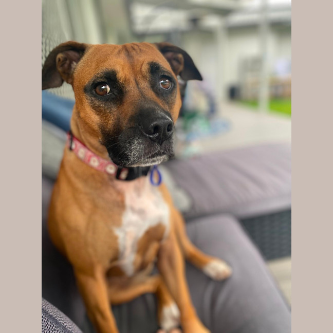 Photo of Penny   4 Year Old Staffy X Boxer