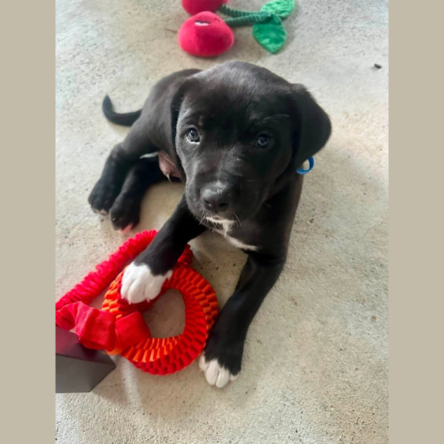 Photo of Cosmo