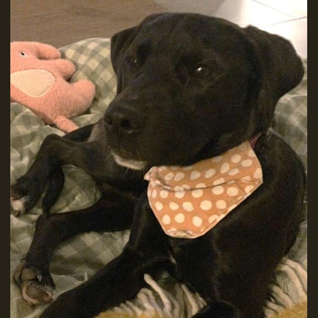 Photo of Pipi