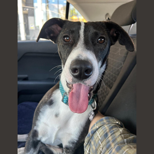 Photo of Comet