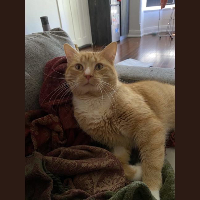 Photo of Pie   Special Needs