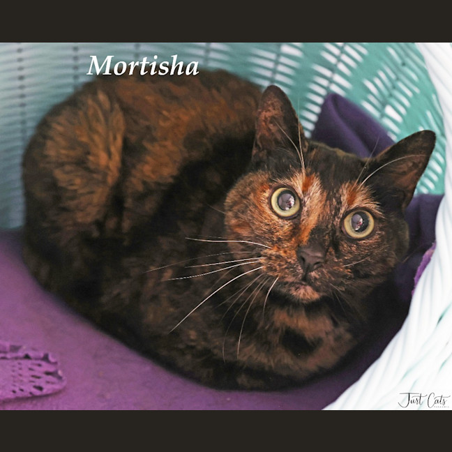 Photo of Mortisha   Foster To Adopt