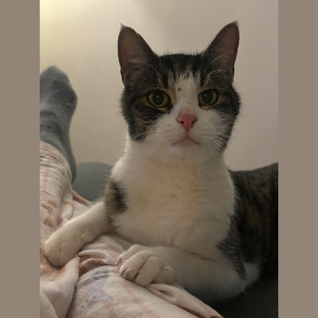 Photo of Tomato 