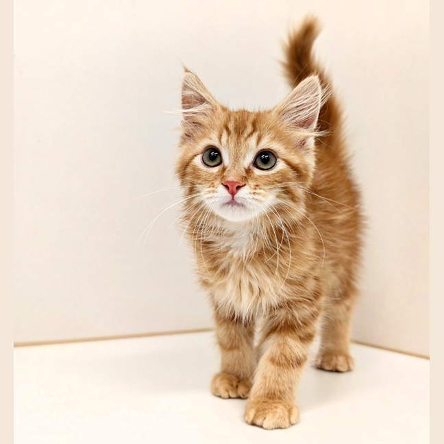 Photo of Garfield 