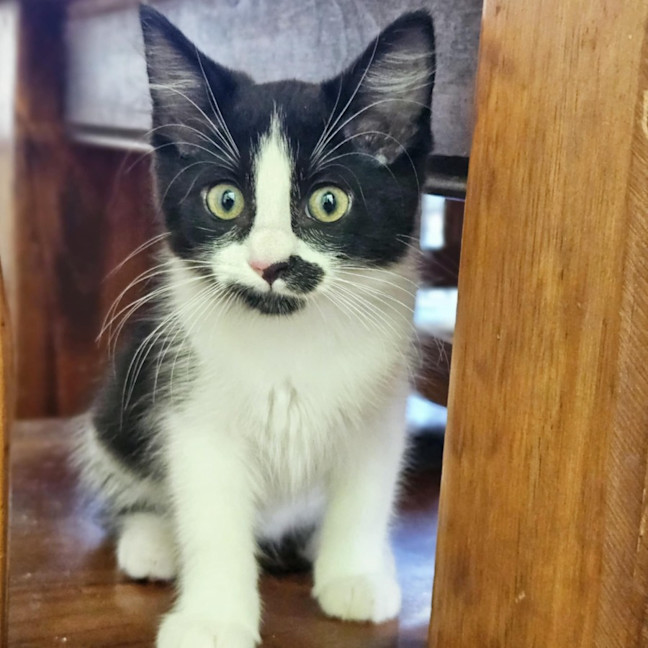 Photo of Lady Purrington 