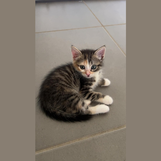 Photo of Boo