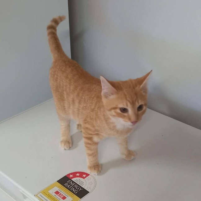 Photo of Crumpet