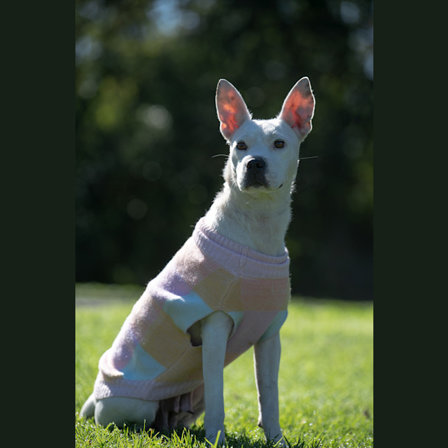 Photo of Casper