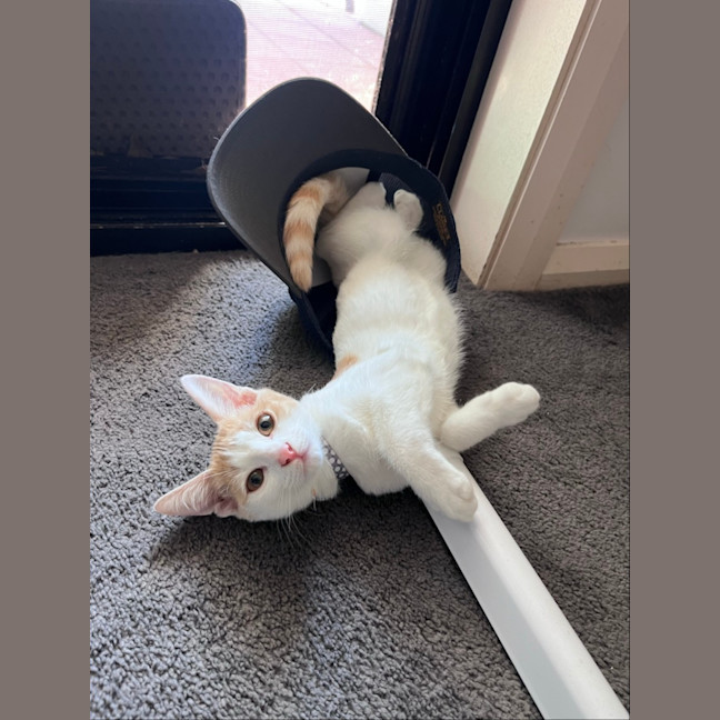 Photo of Elfie