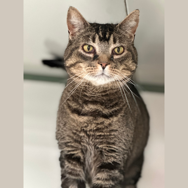 Photo of Winston