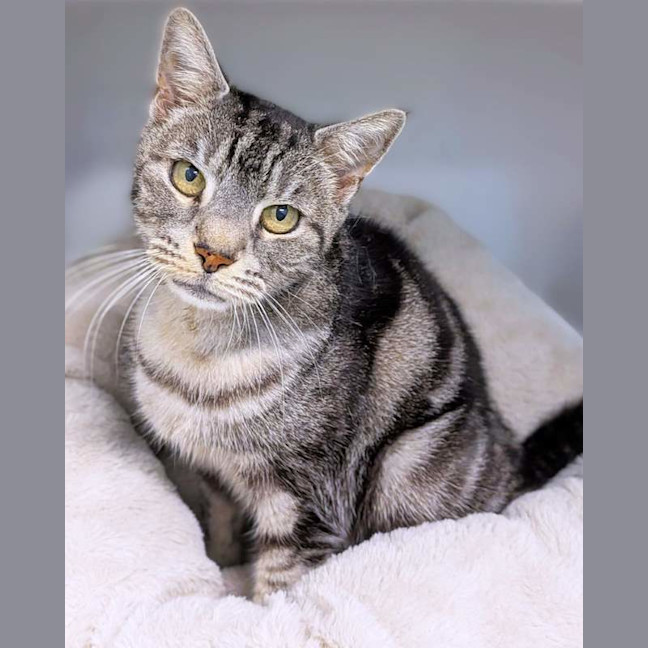 Photo of Zelda