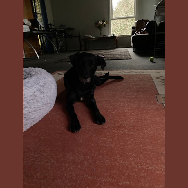 Photo of Shadow