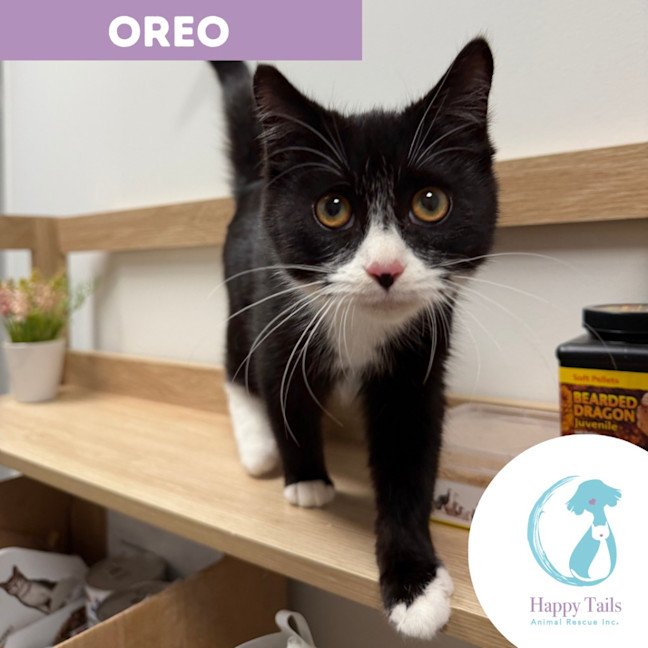 Photo of Oreo