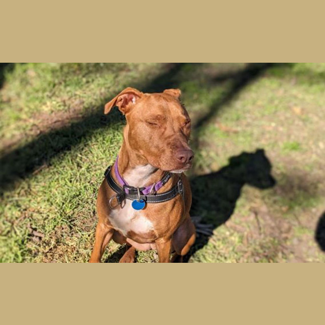 Photo of Juniper