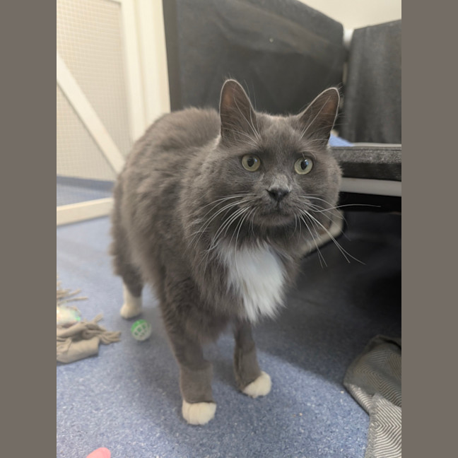 Photo of Lord Biscuit I I I