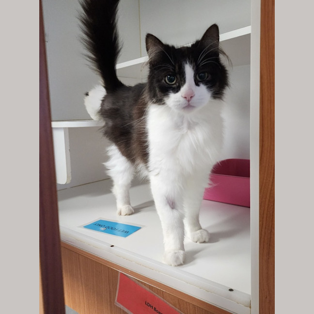Photo of Oreo