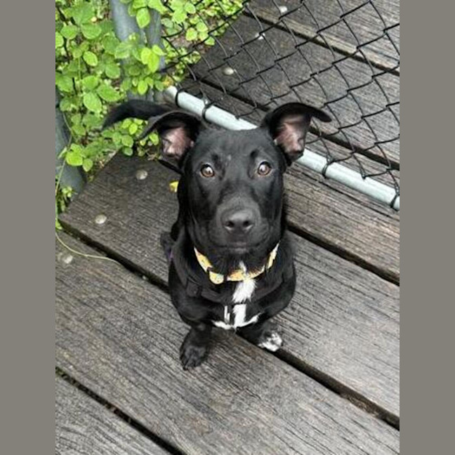 Photo of Archie